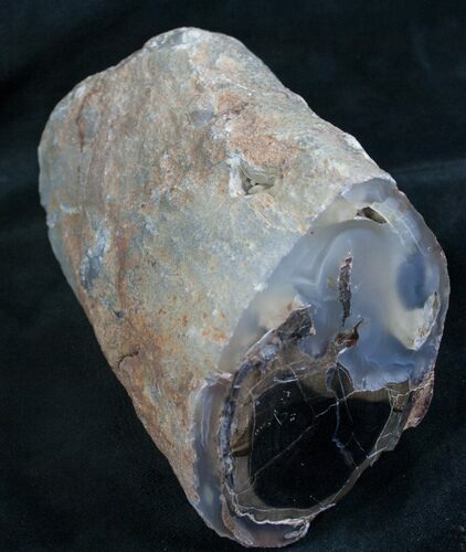 Large Blue Forest Petrified Wood Limb Section #7992